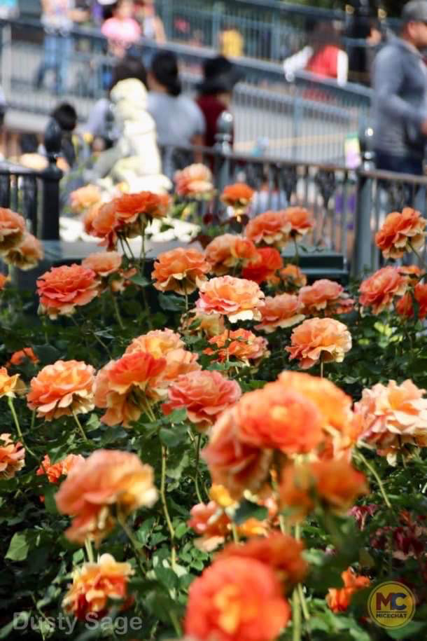 Disneyland Rose