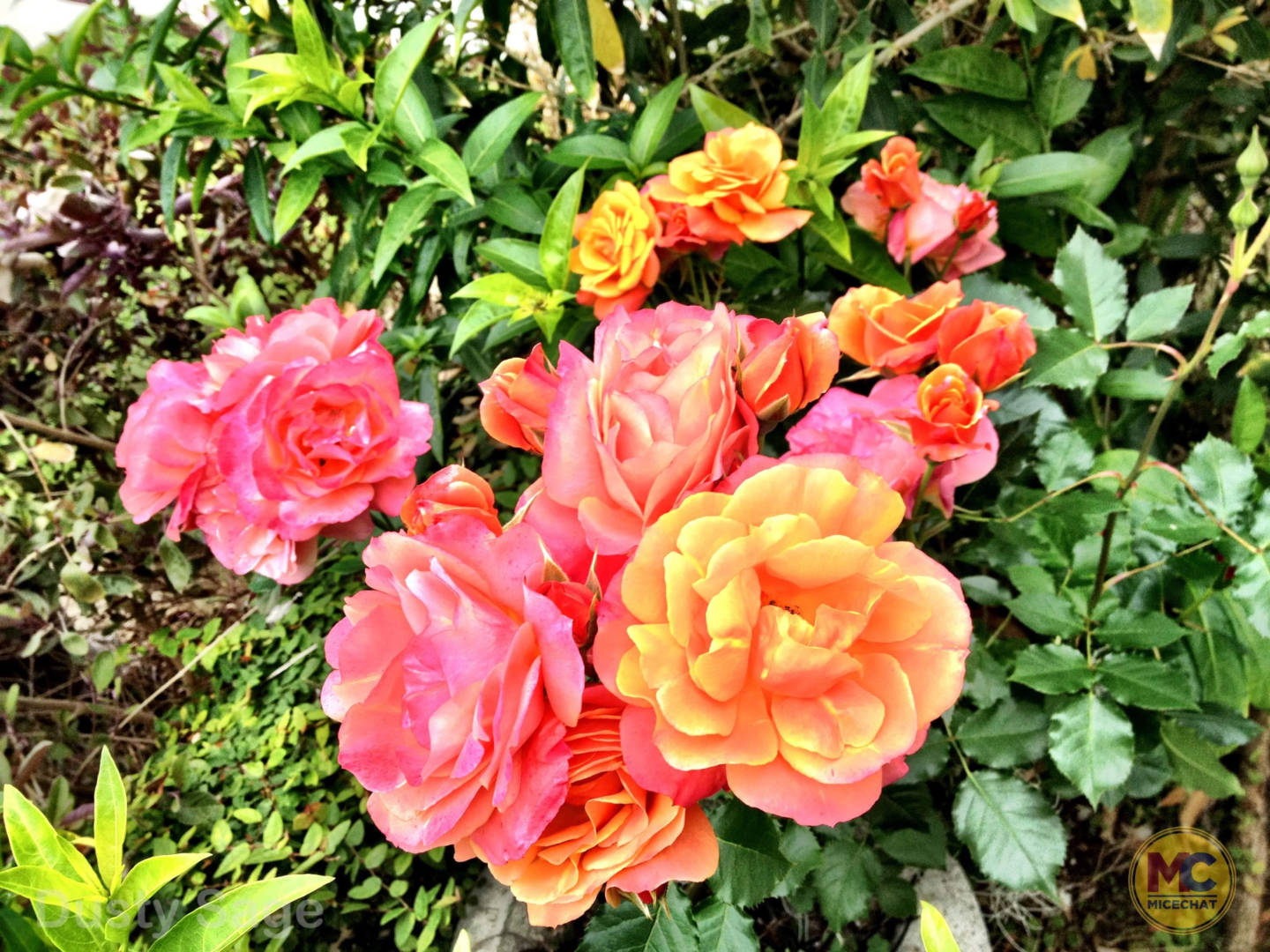 Disneyland Rose