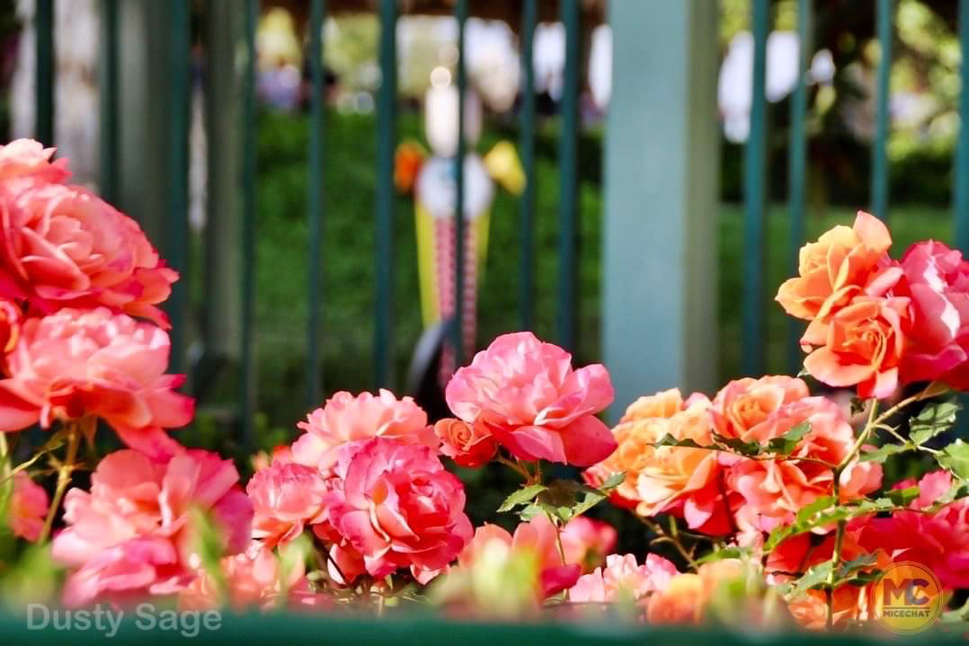 Disneyland Rose