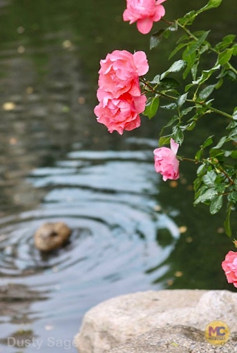 Disneyland Rose