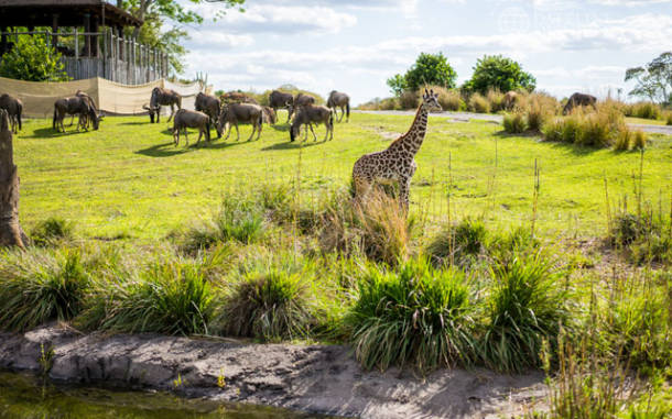 Disney's Animal Kingdom - Savanna 