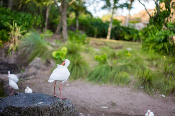 Disney's Animal Kingdom birds