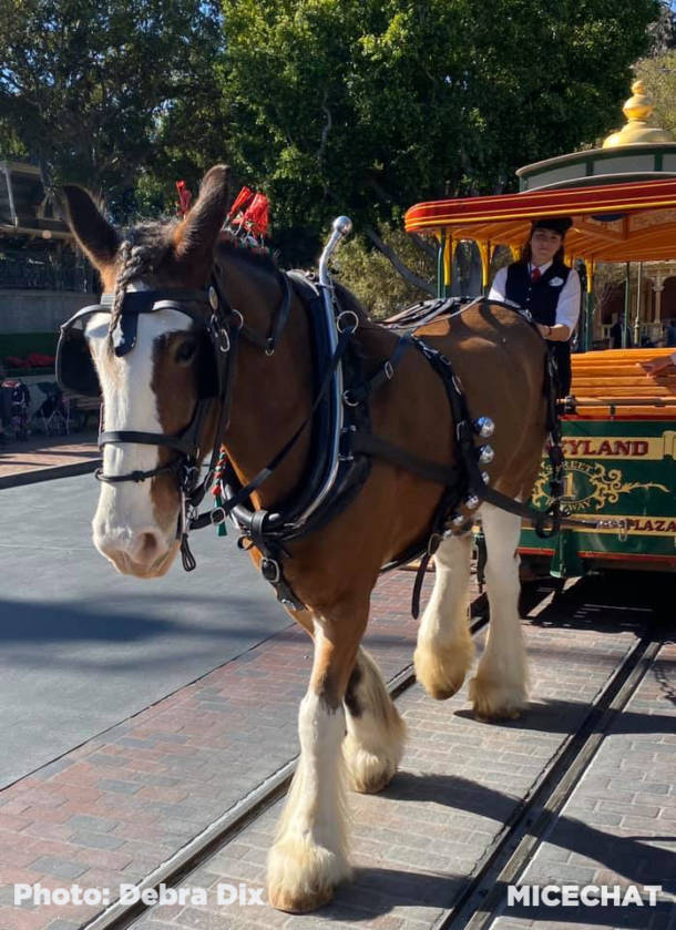, Disneyland News Update  – The Storm Before the Calm