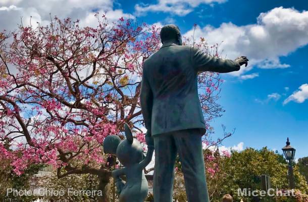, Disneyland Update – The Painful Afterglow