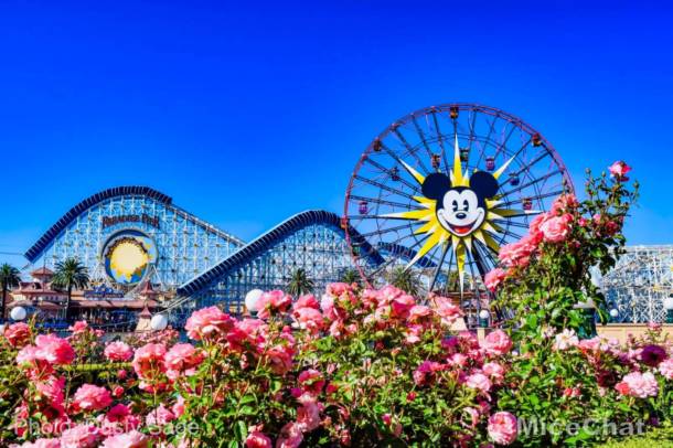 , Disneyland Update &#8211; The Painful Afterglow