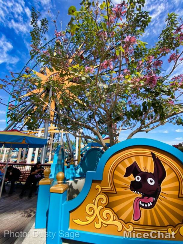 , Disneyland Update – Spring Fling and Virus Things