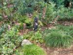 Disneyland-news-Spring-coralbells