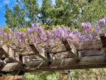 Disneyland-news-spring-DCA-wisteria