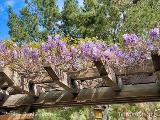 , Disneyland Update – Spring Fling and Virus Things
