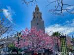 Disneyland-news-spring-dca-carthay-pink-trees-2