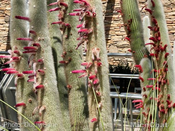 , Disneyland Update – Spring Fling and Virus Things