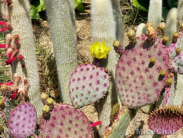 , Disneyland Update – Spring Fling and Virus Things