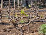 Disneyland-news-spring-dca-winery-vines