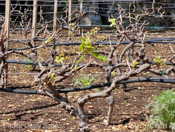 , Disneyland Update – Spring Fling and Virus Things