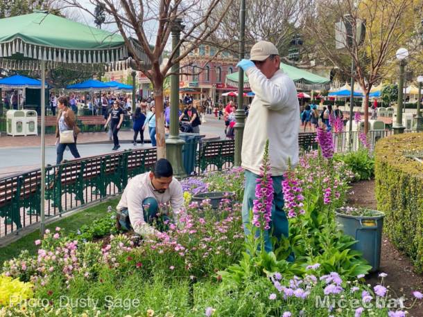 , Disneyland Update – Spring Fling and Virus Things