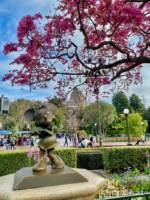 Disneyland-news-spring-pink-trees-minnie-mouse