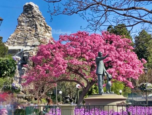 , Disneyland Update – The Painful Afterglow