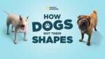 How Dogs Got Their Shapes National Geographic Disney+ MiceChat