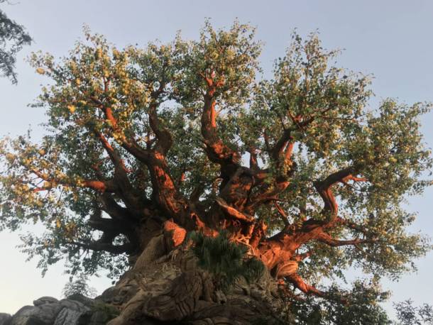 Disney's Animal Kingdom Tree of Life