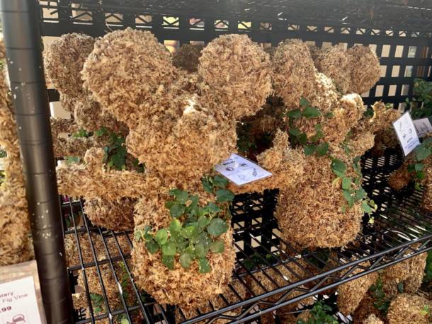 Epcot Flower and Garden, EPCOT Blooms Again for Flower & Garden Festival 2020!