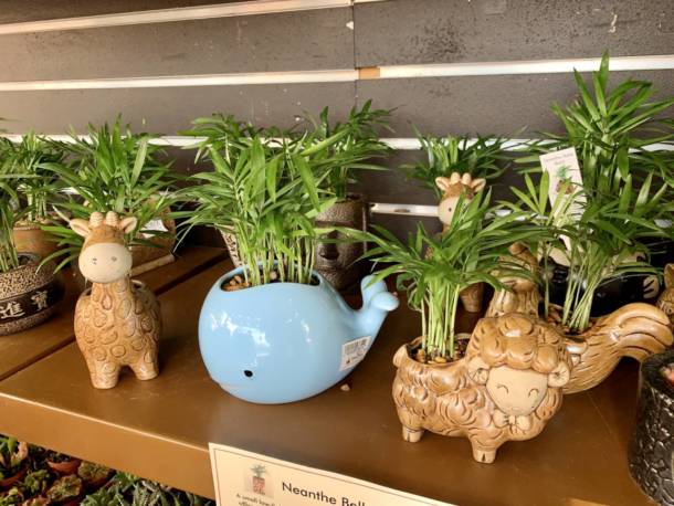 Epcot Flower and Garden, EPCOT Blooms Again for Flower & Garden Festival 2020!