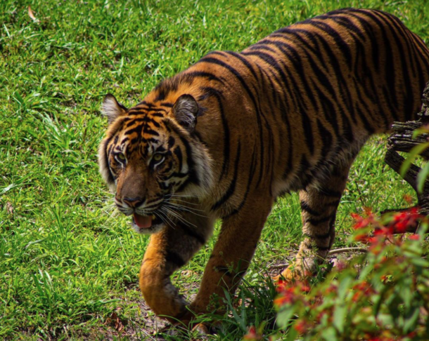 Disney's Animal Kingdom Tiger