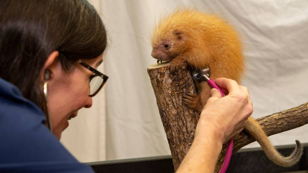 Disney's Animal Kingdom baby Porcupine birth