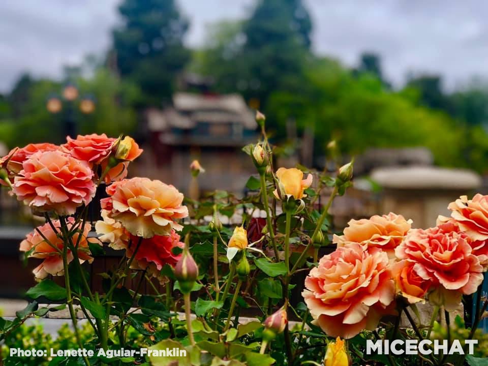 , Disneyland Update – It’s About Time