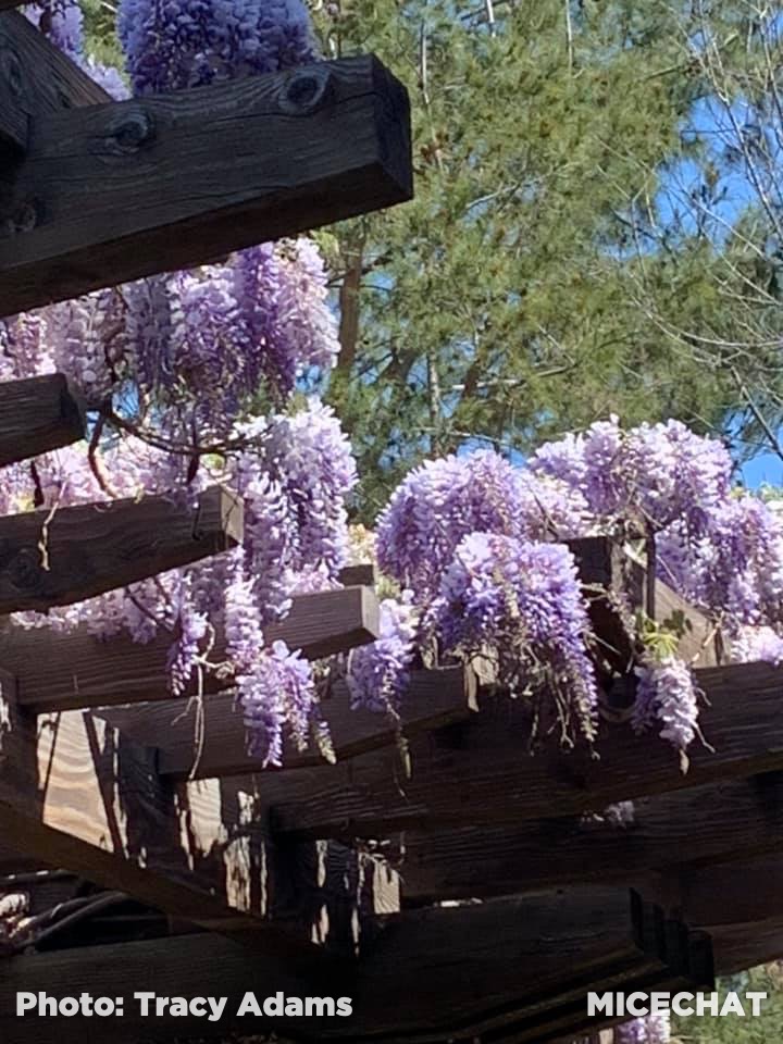 , Disneyland Update – It’s About Time