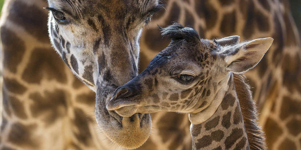 Giraffes_SDzoo_1280x642