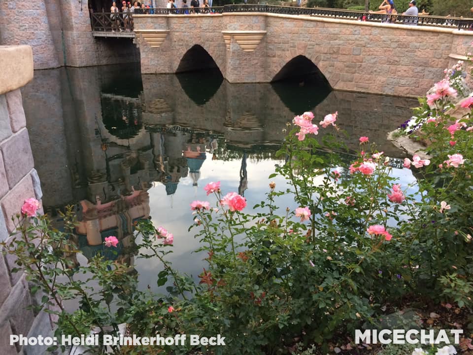 , Disneyland Update – Unrest, Reopenings, Poll Results & Reader Photos