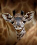 hero-giraffe