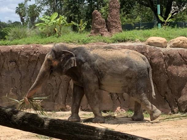 , Busch Gardens Tampa Reopens with a Few Hiccups
