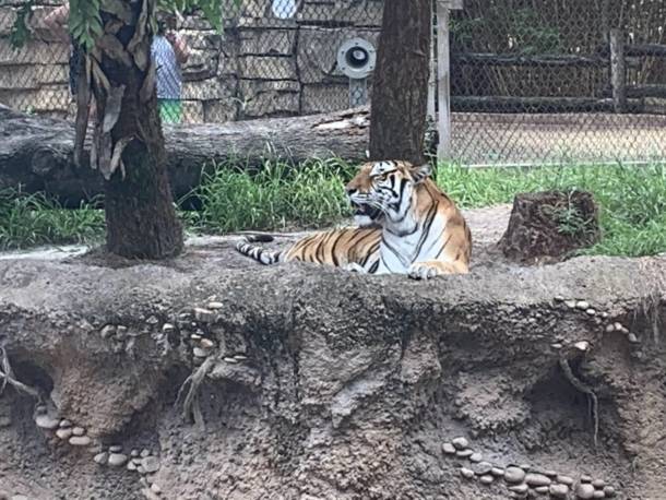 , Busch Gardens Tampa Reopens with a Few Hiccups