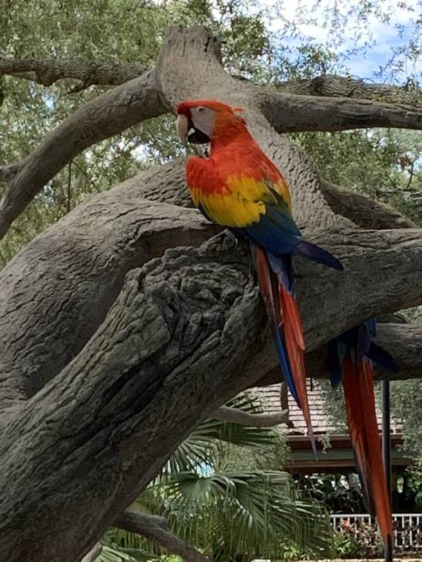 , Busch Gardens Tampa Reopens with a Few Hiccups