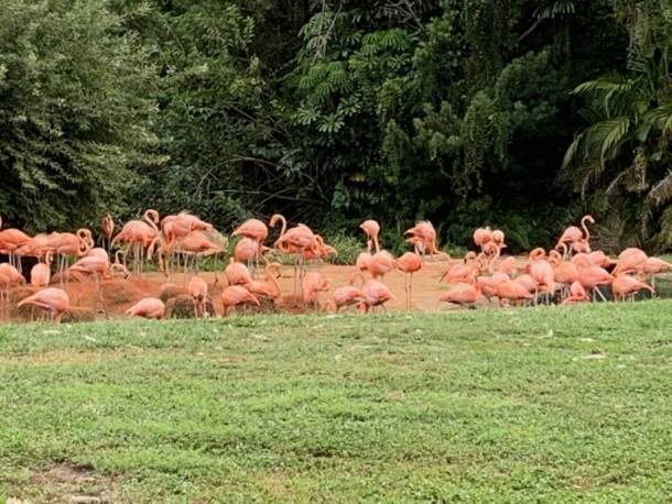 , The Wild Side: Checking In On Busch Gardens Tampa