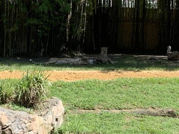 , The Wild Side: Checking In On Busch Gardens Tampa