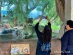 San-Diego-Zoo-Safari-Park-Lion-engaged-micechat