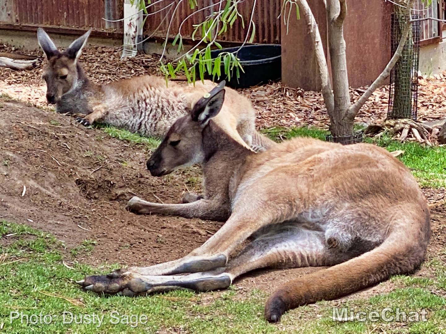 , San Diego Zoo Safari Park’s Rocky Opening Day