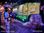 San-Diego-Zoo-Safari-Park-australia-platypus-distancing-inside-micechat