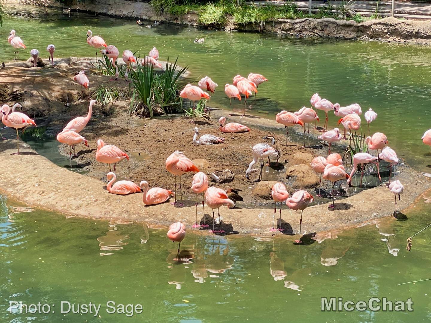 , Disneyland Update – Hearts Sing and Wishful Things