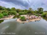 San-Diego-Zoo-Safari-Park-flamingos-3-micechat
