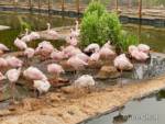 San-Diego-Zoo-Safari-Park-flamingos-micechat
