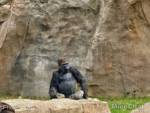 San-Diego-Zoo-Safari-Park-gorilla-sitting 2-micechat