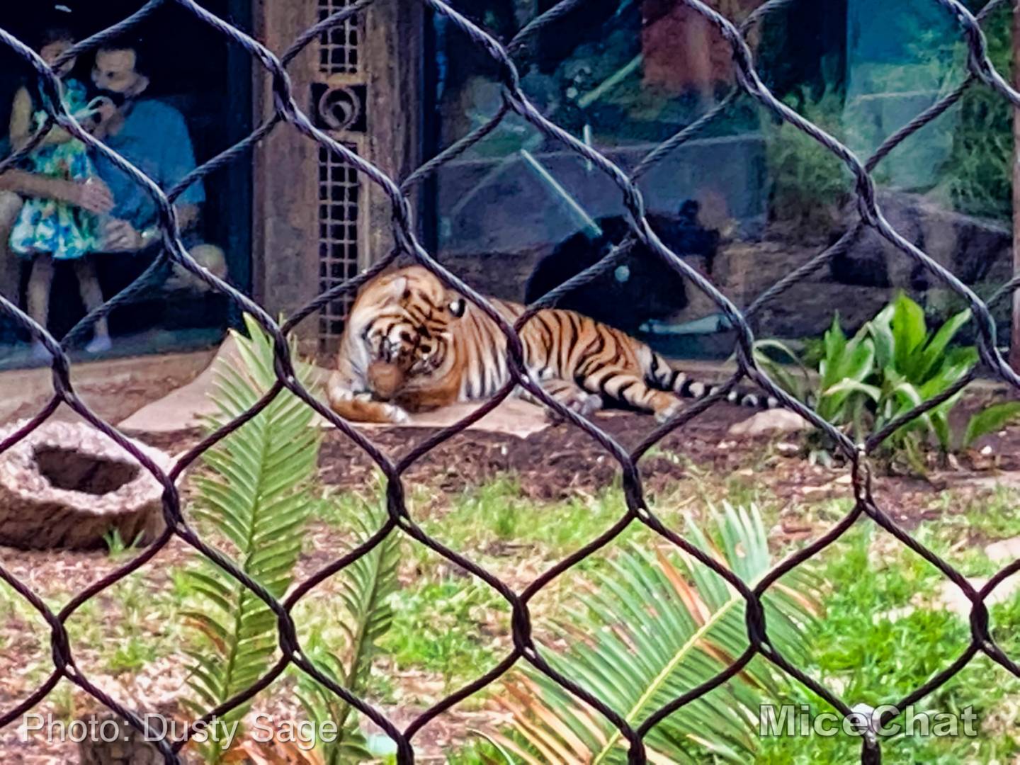, San Diego Zoo Safari Park’s Rocky Opening Day