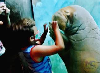 Diving into SeaWorld Orlando on Reopening Day