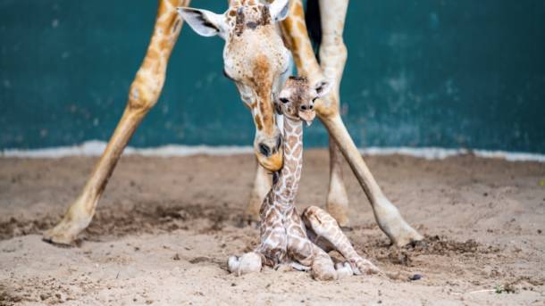 , The Wild Side: Checking In On Busch Gardens Tampa