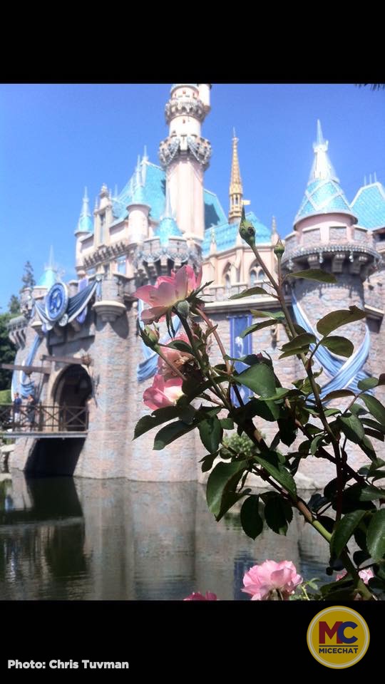 , Disneyland Update &#8211; 65th Anniversary Tragic Celebration