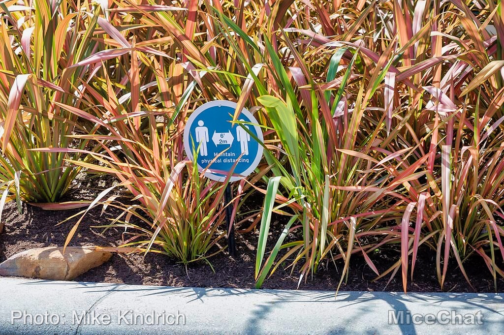 Downtown-Disney-MK-Distancing-Sign-Planter-micechat