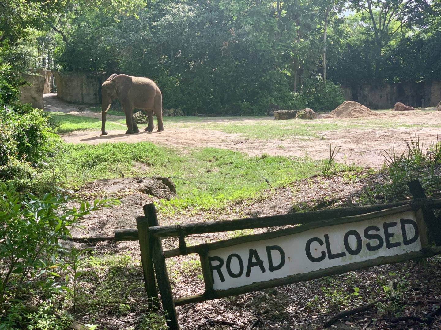 , Was the Reopening of Disney’s Animal Kingdom a Roaring Success?